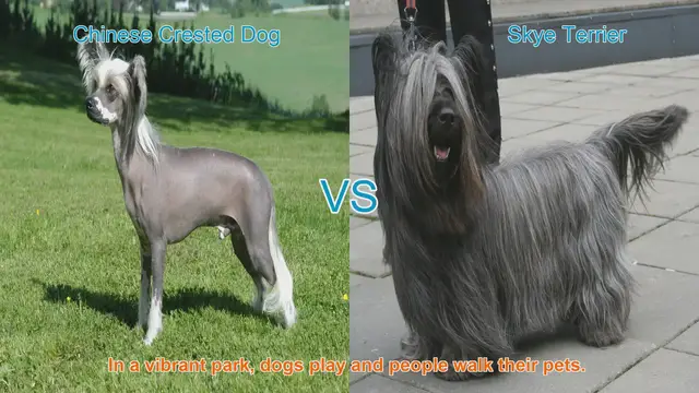Video thumbnail for Comparing Chinese Crested Dogs and Skye Terriers: A Guide to Choosing the Right Breed