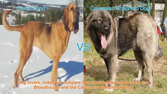 Video thumbnail for Bloodhound vs. Caucasian Shepherd Dog: A Comparative Guide