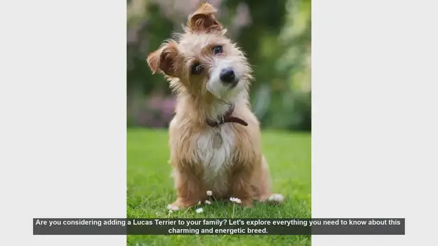 Video thumbnail for Lucas Terrier: The Perfect Family Companion