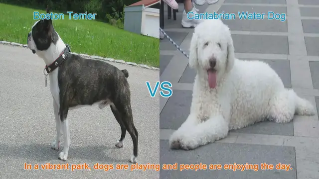 Video thumbnail for Boston Terrier vs. Cantabrian Water Dog: A Breed Comparison