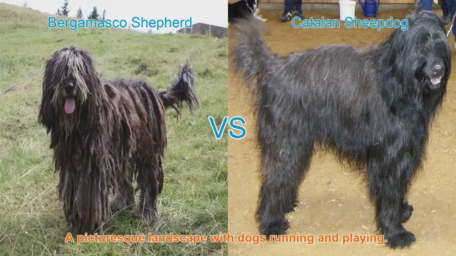 Video thumbnail for Exploring the Bergamasco Shepherd and Catalan Sheepdog: Origins, Traits, and Care