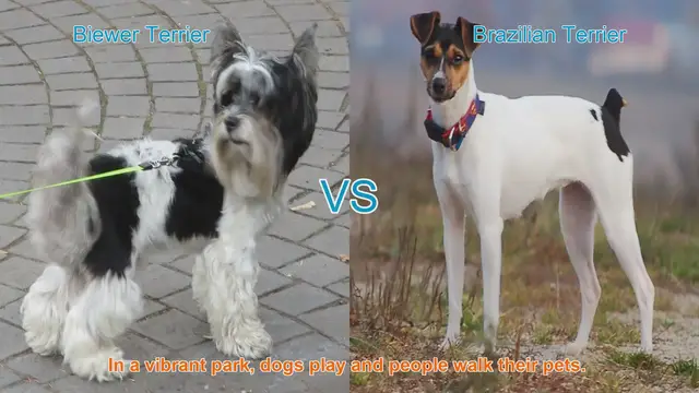 Video thumbnail for Biewer Terrier vs. Brazilian Terrier: A Breed Comparison
