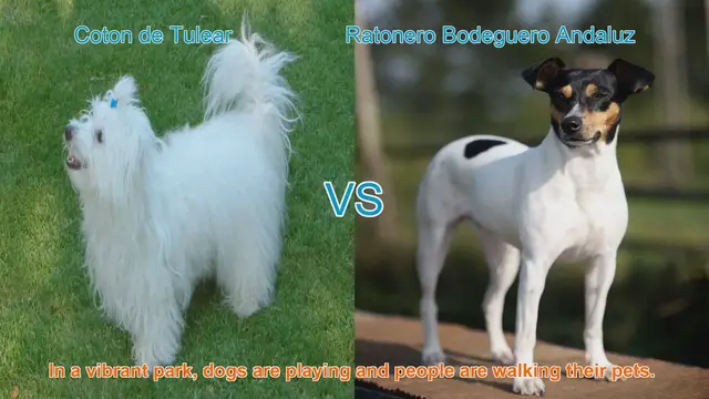 Video thumbnail for Comparing Coton de Tulear and Ratonero Bodeguero Andaluz: A Guide to Choosing the Right Dog Breed