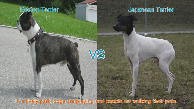 Video thumbnail for Boston Terrier vs. Japanese Terrier: A Comparison of Two Charming Dog Breeds