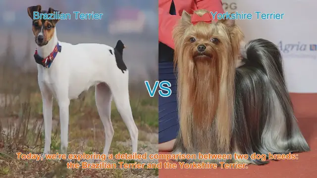 Video thumbnail for Brazilian Terrier vs. Yorkshire Terrier: A Comprehensive Comparison