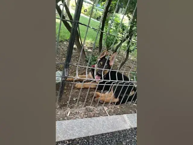 Video thumbnail for Baloocreate falls asleep