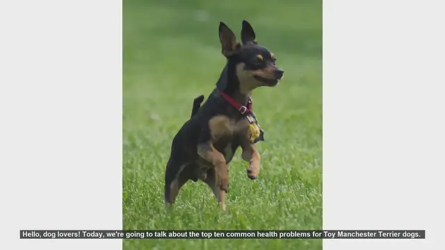 Video thumbnail for Top 10 Health Issues in Toy Manchester Terriers: What Every Owner Should Know