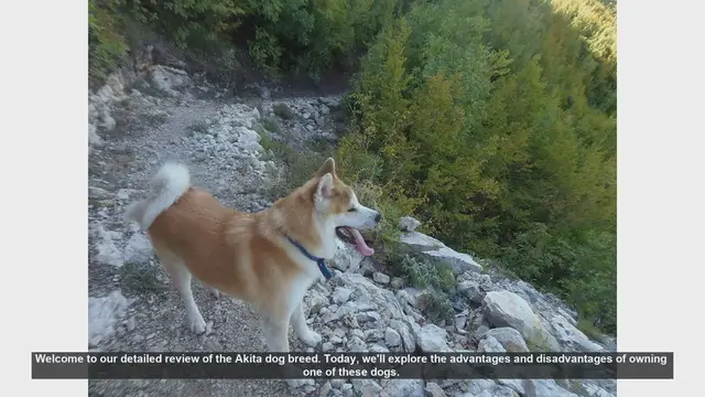 Video thumbnail for Akita Dog Breed Review: Pros and Cons