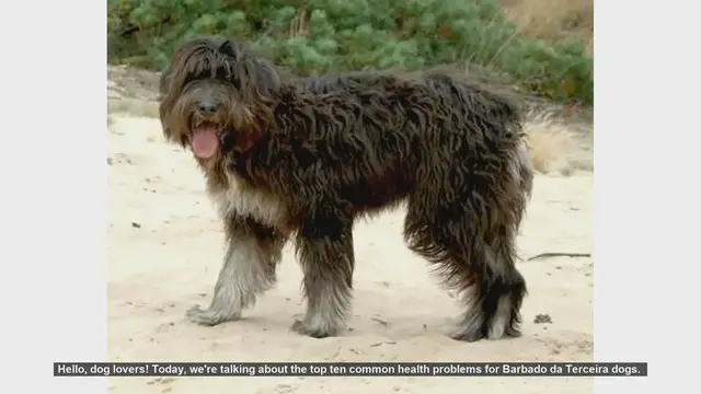 Video thumbnail for Top 10 Common Health Problems in Barbado da Terceira Dogs