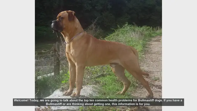 Video thumbnail for Top 10 Common Health Problems in Bullmastiff Dogs