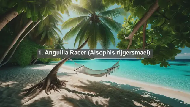 Video thumbnail for Exploring Anguilla's Natural Treasures: Top 10 Native Animals in Anguilla