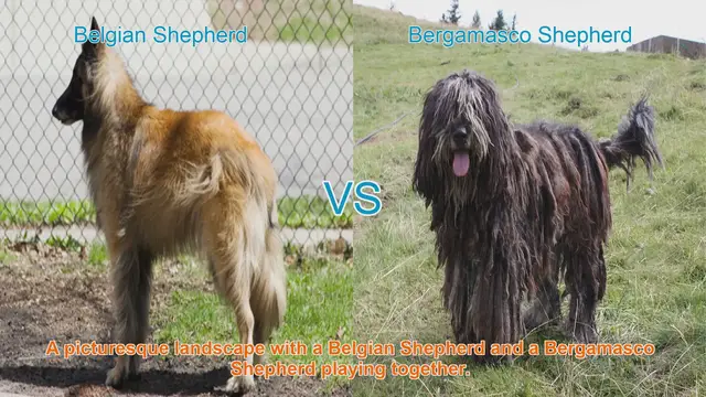 Video thumbnail for Belgian Shepherd vs. Bergamasco Shepherd: A Comparative Guide