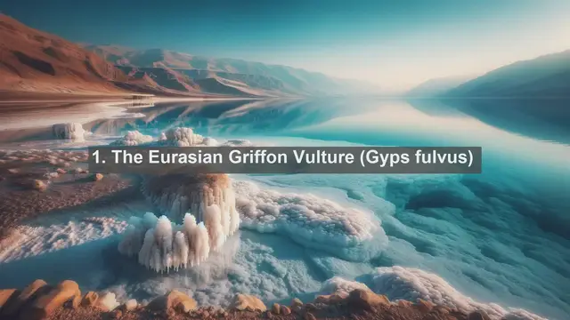 Video thumbnail for Discovering Croatian Avian Treasures: Top 10 Native Birds in Croatia