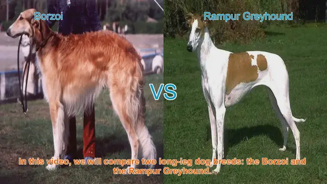 Video thumbnail for Borzoi vs. Rampur Greyhound: A Comparison of Graceful Long-Leg Dog Breeds