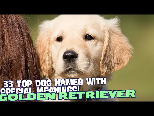 Video thumbnail for 33 Top Dog Names for Golden Retrievers with Special Meanings 🌟