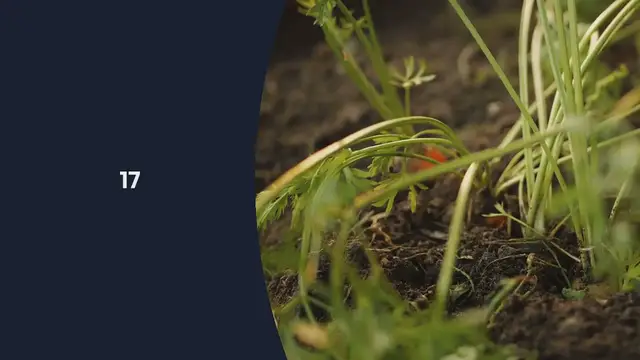 Video thumbnail for Re-Grow Your Own Vegetables from Scraps