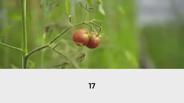 Video thumbnail for 5 Foods You Can Grow in Buckets All Year
