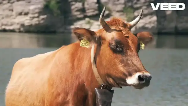Video thumbnail for Discover the Fascinating World of Cows-VEED
