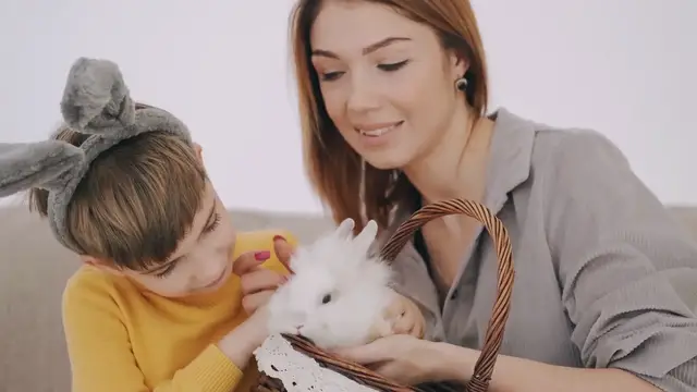 'Video thumbnail for 7 Reasons Why a Rabbit Might Just Be Your Perfect Pet Companion'