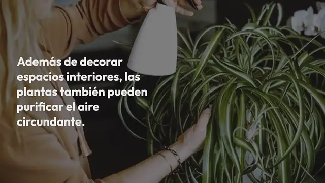 Video thumbnail for 4 plantas de interior que eliminan la humedad y evitan el riesgo de moho en casa