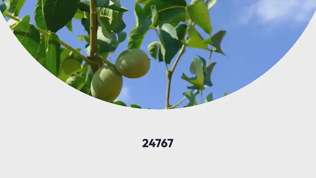 Video thumbnail for Sweet Alabama Pecan Bread