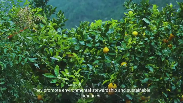 Video thumbnail for The Role of Faith-Based Initiatives in Addressing Ecological Challenges