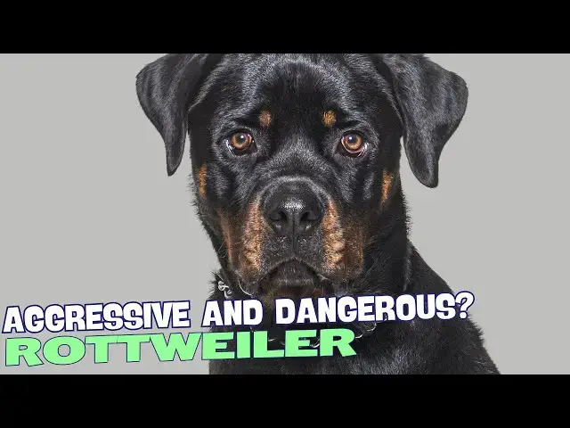 Video thumbnail for Why Are Rottweilers So Aggressive and Dangerous?🐕⚠️