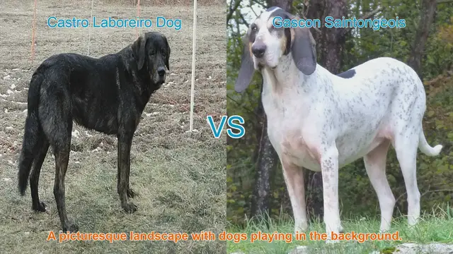 Video thumbnail for Castro Laboreiro Dog vs. Gascon Saintongeois: A Breed Comparison