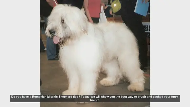 Video thumbnail for How to Brush and Deshed Your Romanian Mioritic Shepherd Dog