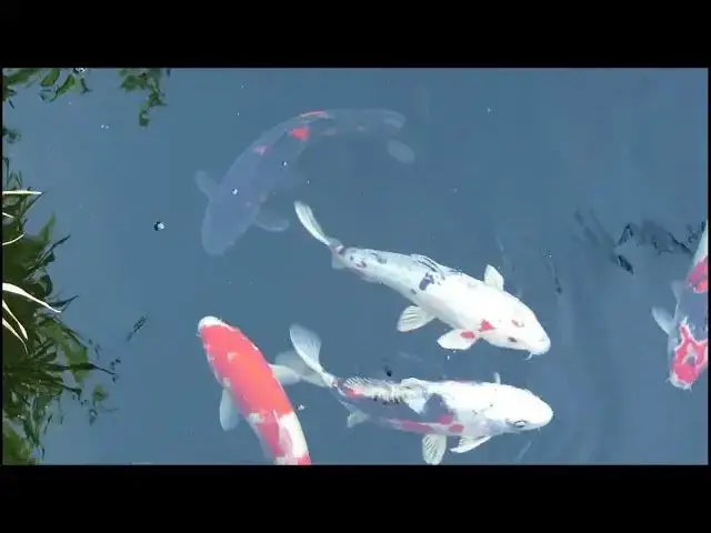 Video thumbnail for Winter Feeding for Koi Fish: Is It Necessary?