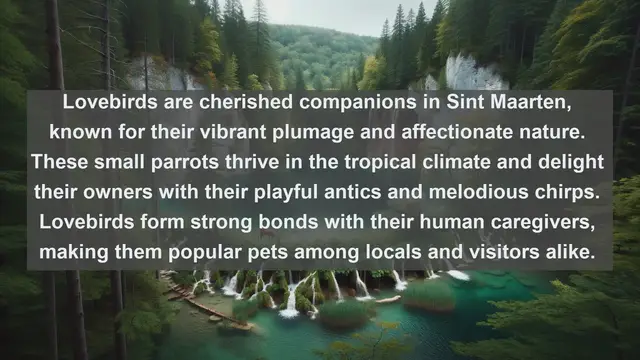 Video thumbnail for Discover the Beloved Pets of Sint Maarten: Top 10 Favorites Unveiled!