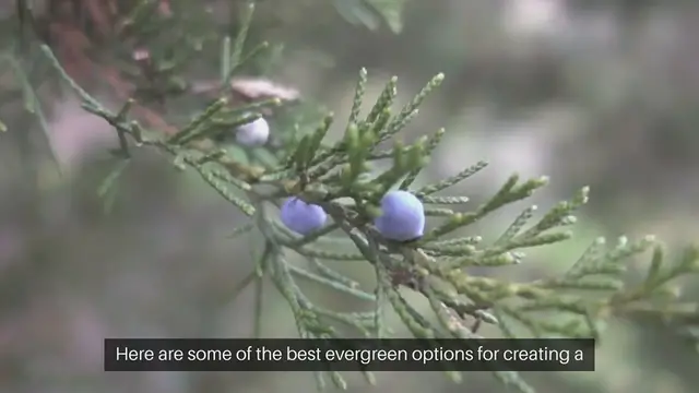Video thumbnail for Best Evergreens For Year-Round Landscaping