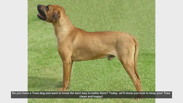 Video thumbnail for How to Bathe Your Tosa Dog: Step-by-Step Guide