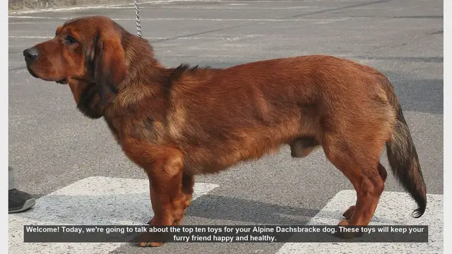 Video thumbnail for Top 10 Toys for Your Alpine Dachsbracke Dog