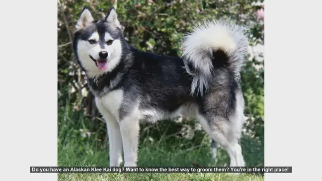 Video thumbnail for Ultimate Guide to Grooming Your Alaskan Klee Kai