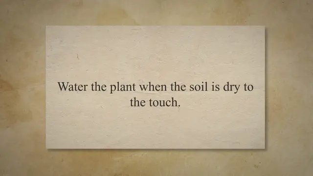 Video thumbnail for How to Water Money Plant in Soil