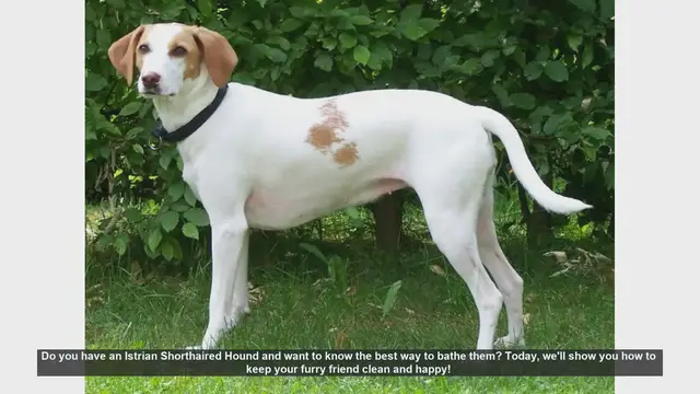 Video thumbnail for How to Bathe Your Istrian Shorthaired Hound: Step-by-Step Guide