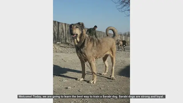 Video thumbnail for How to Train Your Sarabi Dog: Tips for a Happy and Well-Behaved Companion
