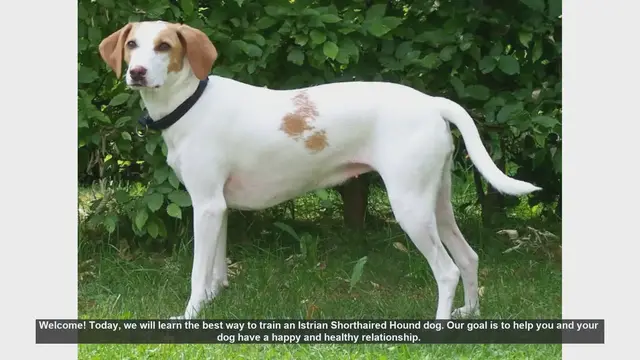 Video thumbnail for How to Train Your Istrian Shorthaired Hound: Tips for a Happy and Healthy Dog