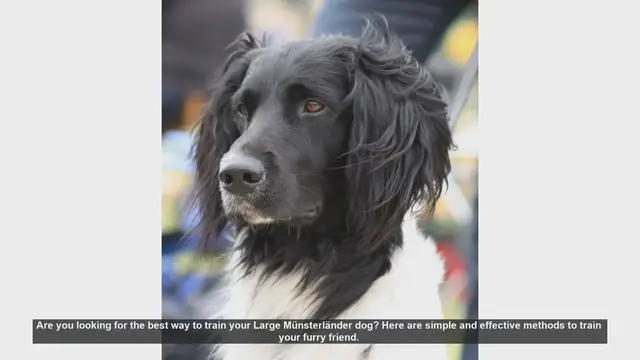 Video thumbnail for Effective Training Tips for Your Large Münsterländer Dog