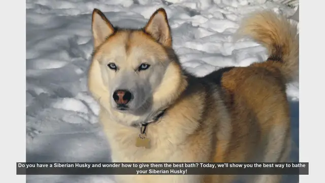 Video thumbnail for How to Bathe Your Siberian Husky: Step-by-Step Guide