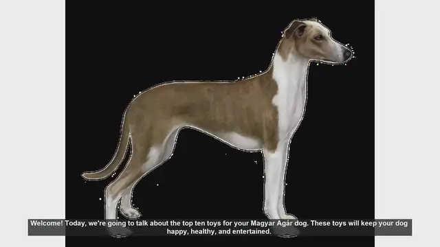 Video thumbnail for Top 10 Toys for Your Magyar Agár Dog