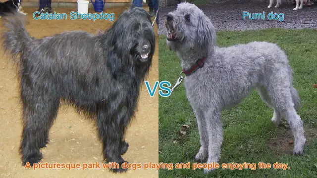Video thumbnail for Comparing Catalan Sheepdog and Pumi Dog: A Guide to Choosing Your Perfect Companion