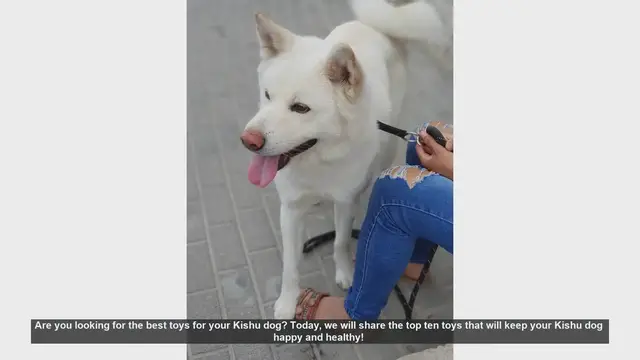 Video thumbnail for Top 10 Toys to Keep Your Kishu Dog Happy and Healthy!