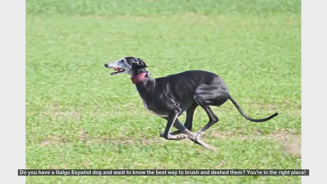 Video thumbnail for How to Brush and Deshed Your Galgo Español: Essential Tips