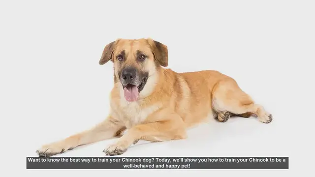Video thumbnail for How to Train Your Chinook Dog: Tips for a Well-Behaved and Happy Pet