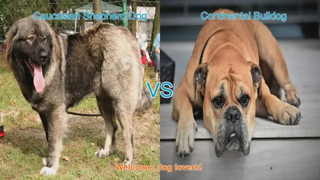 Video thumbnail for Caucasian Shepherd Dog vs. Continental Bulldog: A Breed Comparison