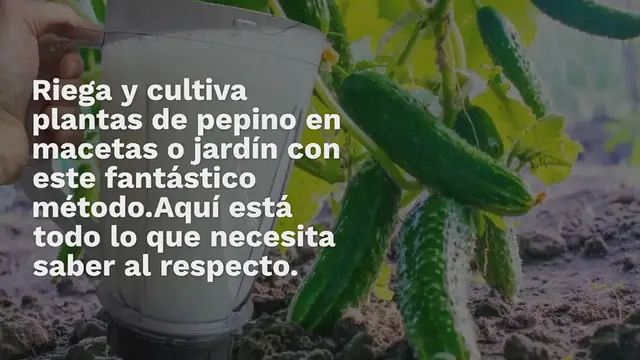 Video thumbnail for Pepinos de agua con este líquido y crecerán inesperadamente por la noche