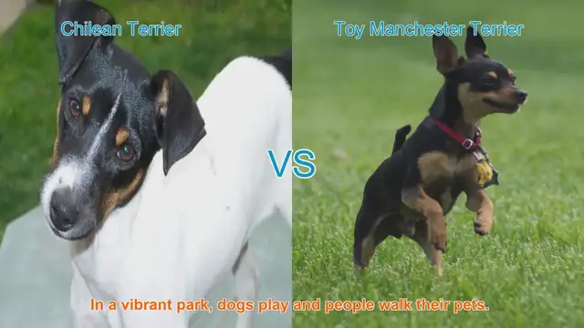 Video thumbnail for Chilean Terrier vs. Toy Manchester Terrier: A Breed Comparison