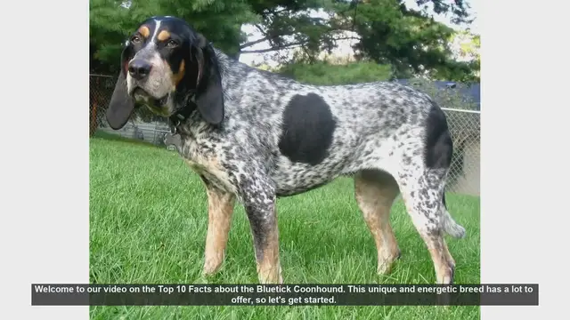 Video thumbnail for Top 10 Facts About the Bluetick Coonhound